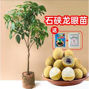 广西嫁接四季龙眼树苖桂圆树苗石硖储良龙眼树苗盆栽地栽当年结果