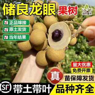 储良龙眼嫁接树苗四季无核储良桂圆树苗南北方种植盆地栽当年结果