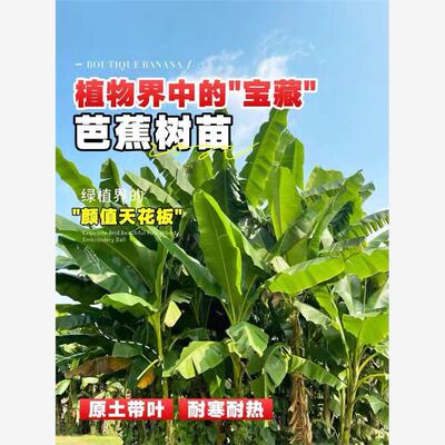 芭蕉树绿植盆栽庭院香苗