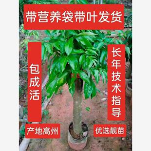 高州高压荔枝树苗带营养袋带叶发仙桃荔桂味冰荔仙进奉好活易种植