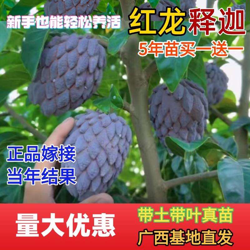 红龙释迦果嫁接树苗大目凤梨玫瑰红释迦番荔枝南北方种植当年结果