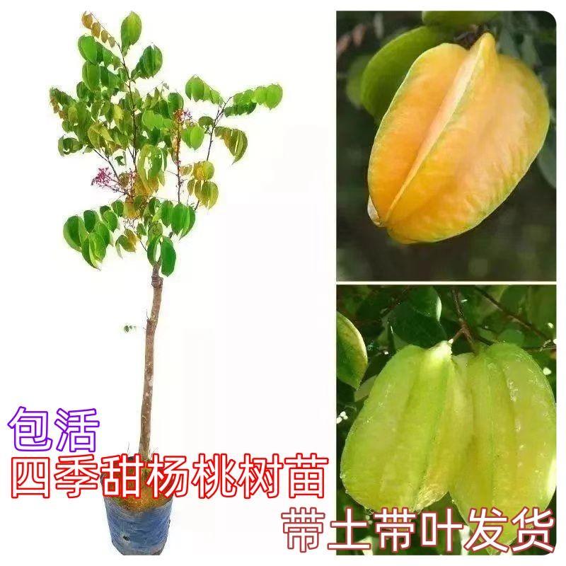 四季甜杨桃树果苗杨梅阳