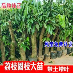 高压圈枝荔枝苗矮化嫁接荔枝树苗妃子笑桂味大苗南北种植当年结果