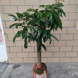 桂味荔枝苗高压圈枝糯米滋大树嫁接无核荔枝冰荔仙进奉树苗带土