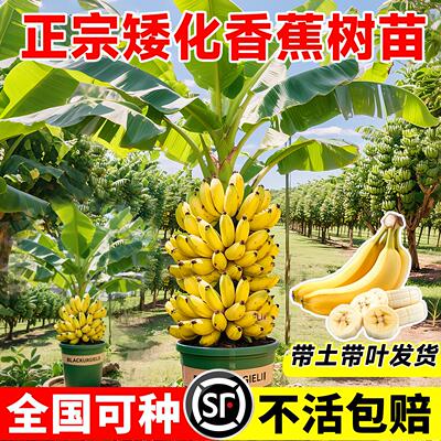 矮化香蕉树苗南方盆栽地栽芭蕉粉蕉耐寒香蕉苗庭院矮化四季果树苗