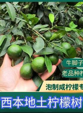 土柠檬树苗牛脚子苗野生广西本地薄皮柠檬厨房大料泡制咸柠檬