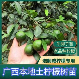 土柠檬树苗牛脚子苗野生广西本地薄皮柠檬厨房大料泡制咸柠檬