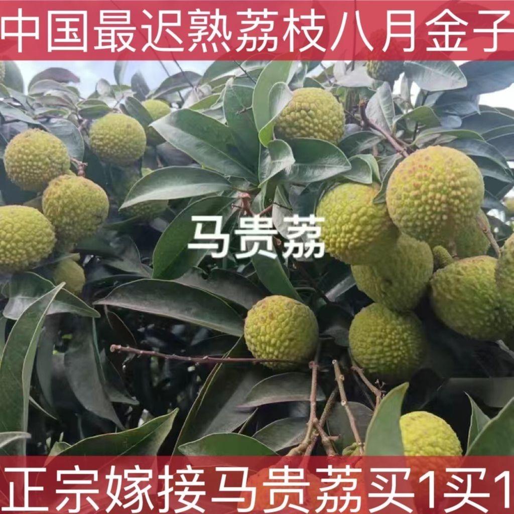荔枝树苗马贵晚熟八月甜