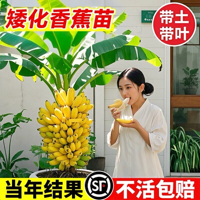 香蕉树苗盆栽地栽芭蕉粉蕉耐寒矮化香蕉苗南方北方四季庭院果树苗