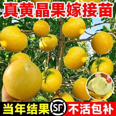 黄晶果树苗冬蜜久蜜四季