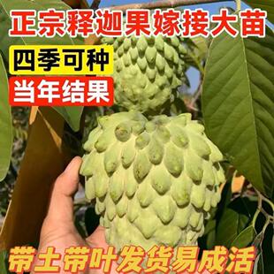 释迦果树苗番荔枝凤梨释迦果苗嫁接牛奶AP榴莲释迦林檎泰国大目苗