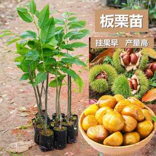 板栗苗树嫁接地栽南方北方种植大红袍当年结果特大板栗树果树果苗