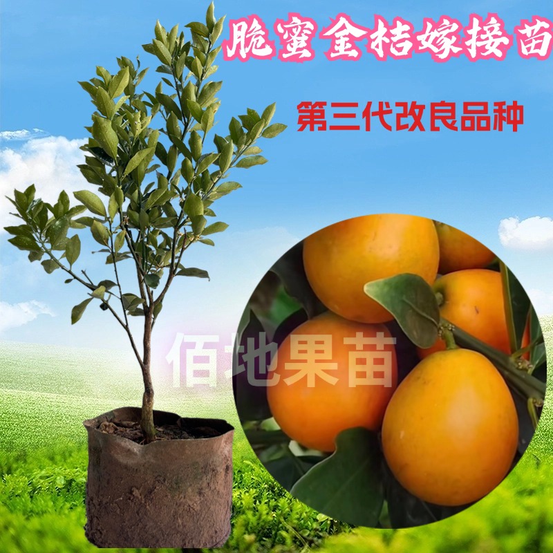 脆蜜金桔嫁接果苗三代脆蜜金桔树苗大果纯甜高产四季脆皮金桔树苗