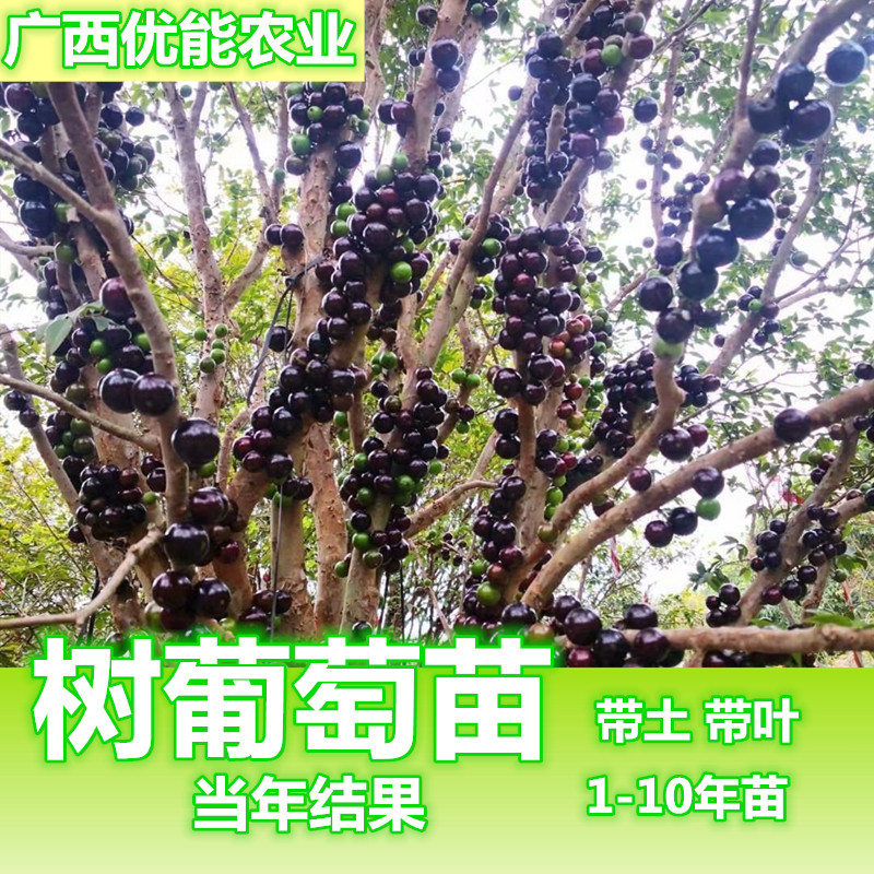 种植种植四季盆栽地栽嘉宝果树苗