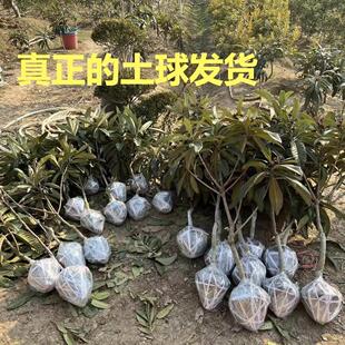 苏州东山白玉枇杷苗果树苗白玉枇杷嫁接苗现挖土球发货家庭院果树