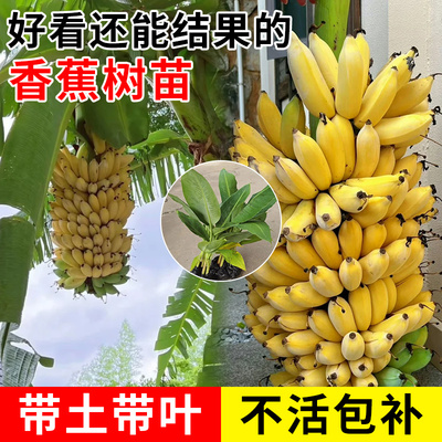 香蕉树苗盆栽地栽芭蕉粉蕉耐寒矮化香蕉苗南方北方四季庭院果树苗