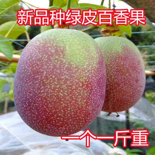 一斤一个绿皮百香果嫁接苗当年结果纯甜无酸味阳台庭院盆栽地栽