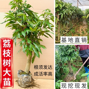 荔枝大苗高压圈枝荔枝苗嫁接苗树桩妃子笑桂味无核南方当年结果