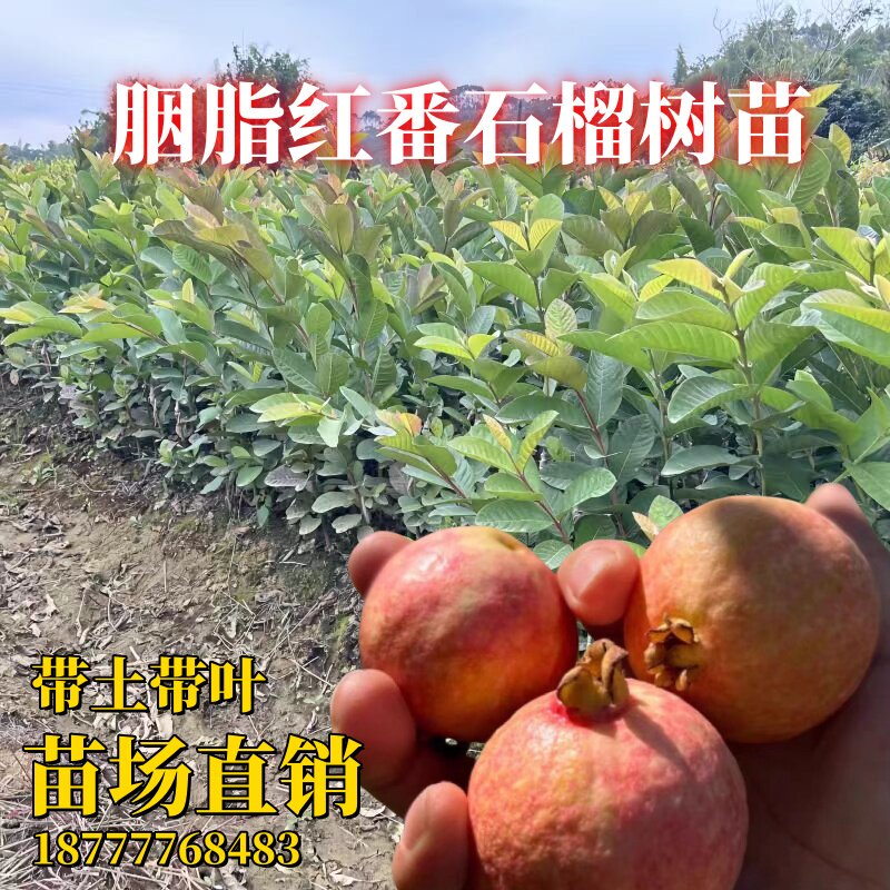 番石榴树果苗庭院盆栽地栽