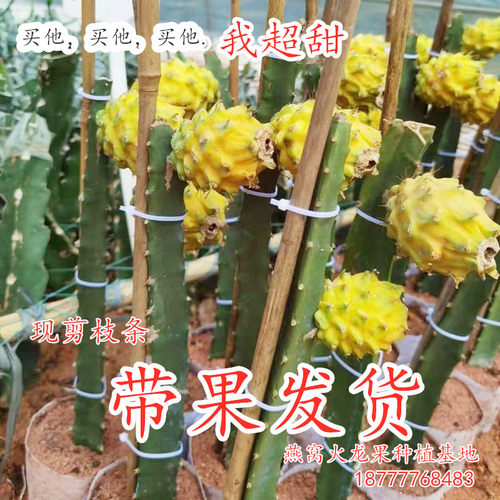 带果发货新品种燕窝火龙果嫁接苗