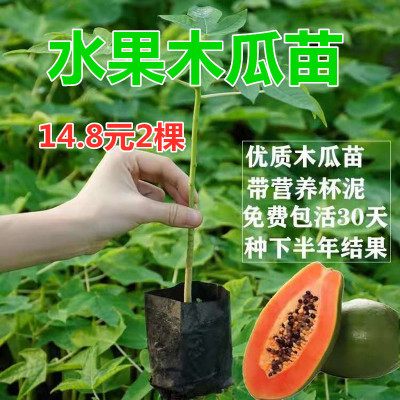 钦州矮化水果木瓜苗当年结果