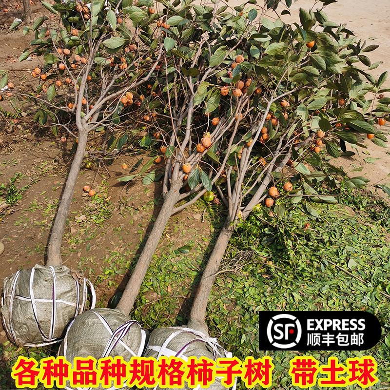 柿子苗树脆甜柿火晶红灯