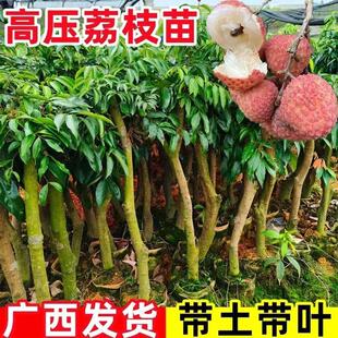 高压荔枝苗老桩荔枝冰荔白糖罂妃子笑桂味仙进奉无核果树当年结果