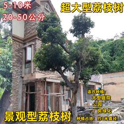 荔枝大树桂味糯米糍仙进奉增城挂绿荔枝盘景苗大型观景大荔枝果树