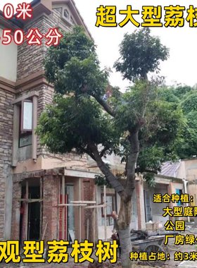 大型观景大荔枝果树荔枝大树苗