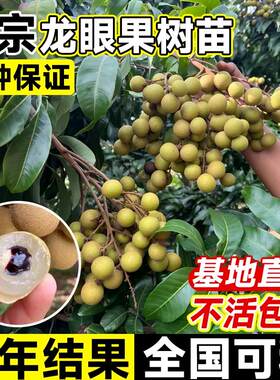 龙眼树苖嫁接高产四季苗