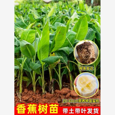 香蕉树苗南方四季芭粉蕉