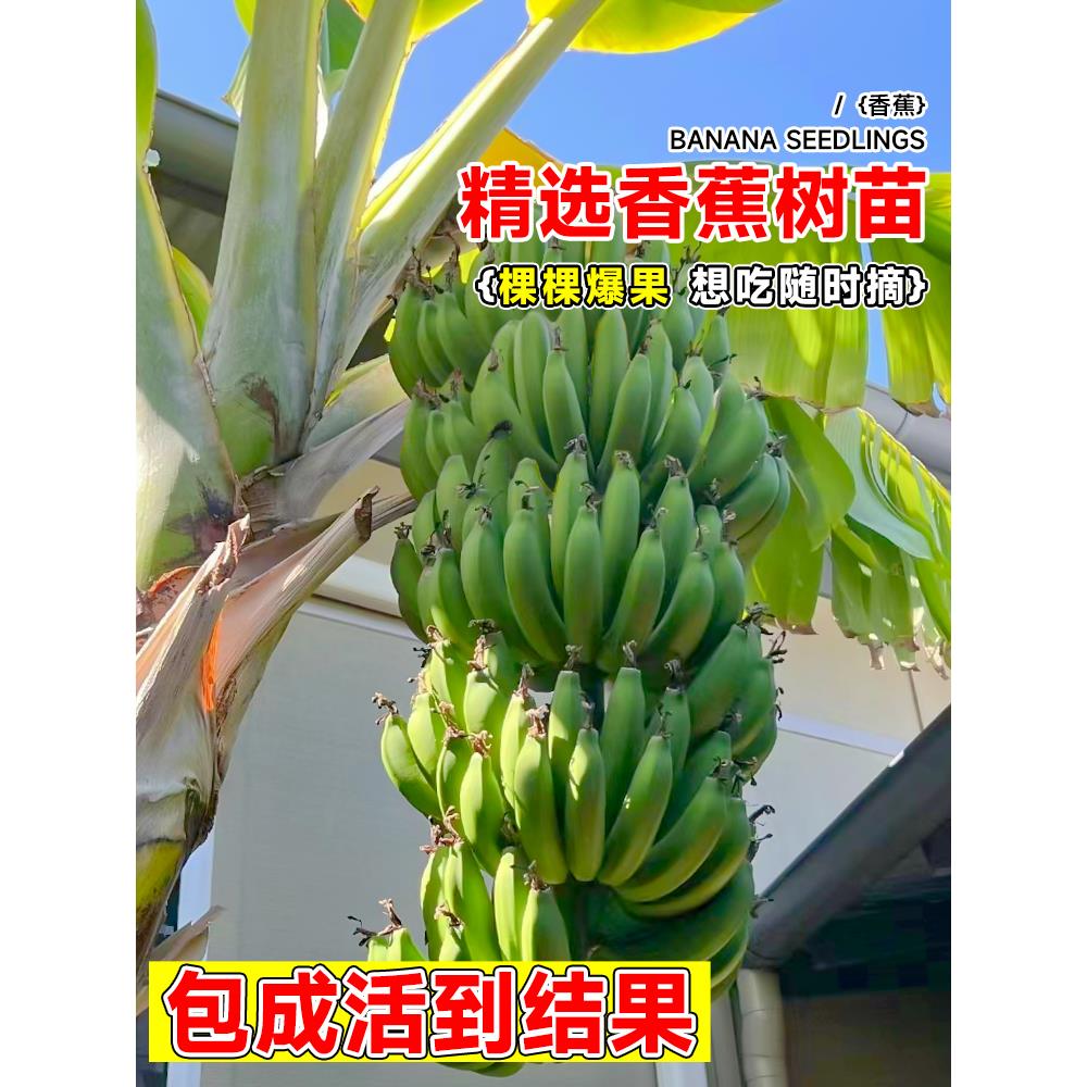 香蕉树苗南方北方芭蕉粉蕉小米蕉广东香蕉苗矮化盆栽耐寒果树果苗