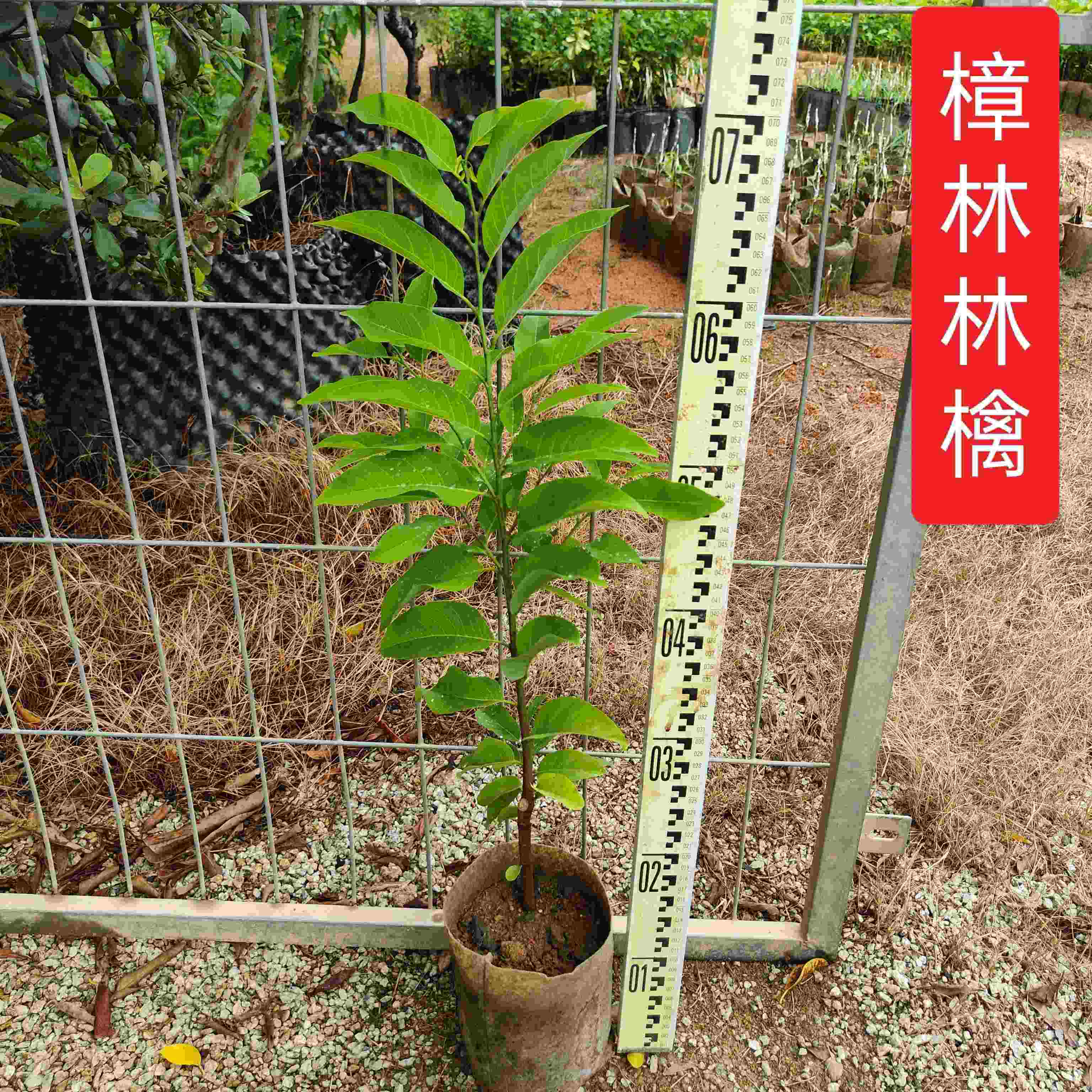 樟林林檎阳台庭院楼顶番