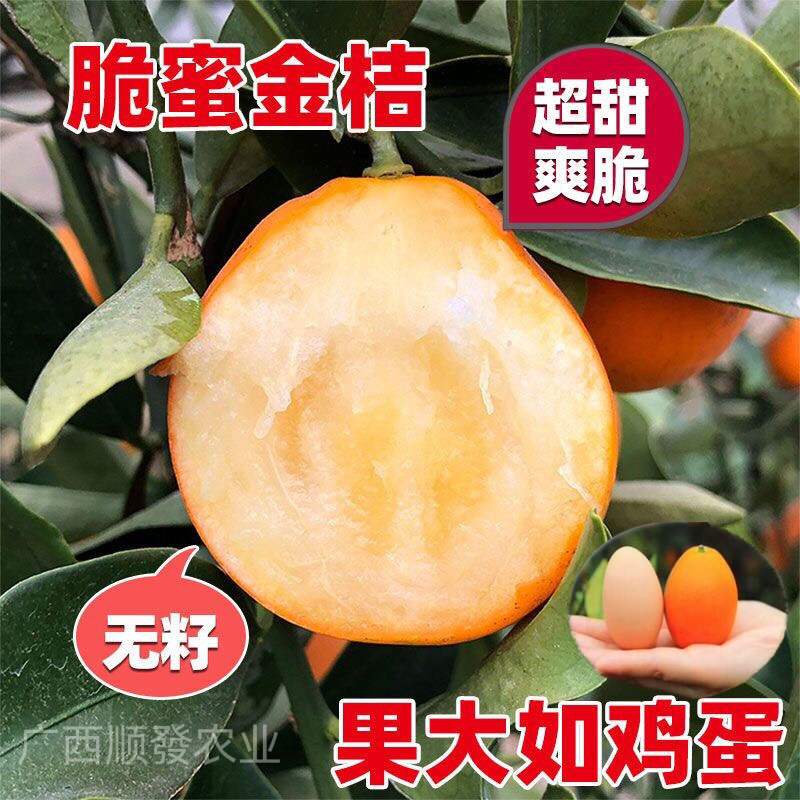 广西融安脆蜜金桔苗嫁接果树苗耐寒大果品种盆栽地栽庭院带土带叶