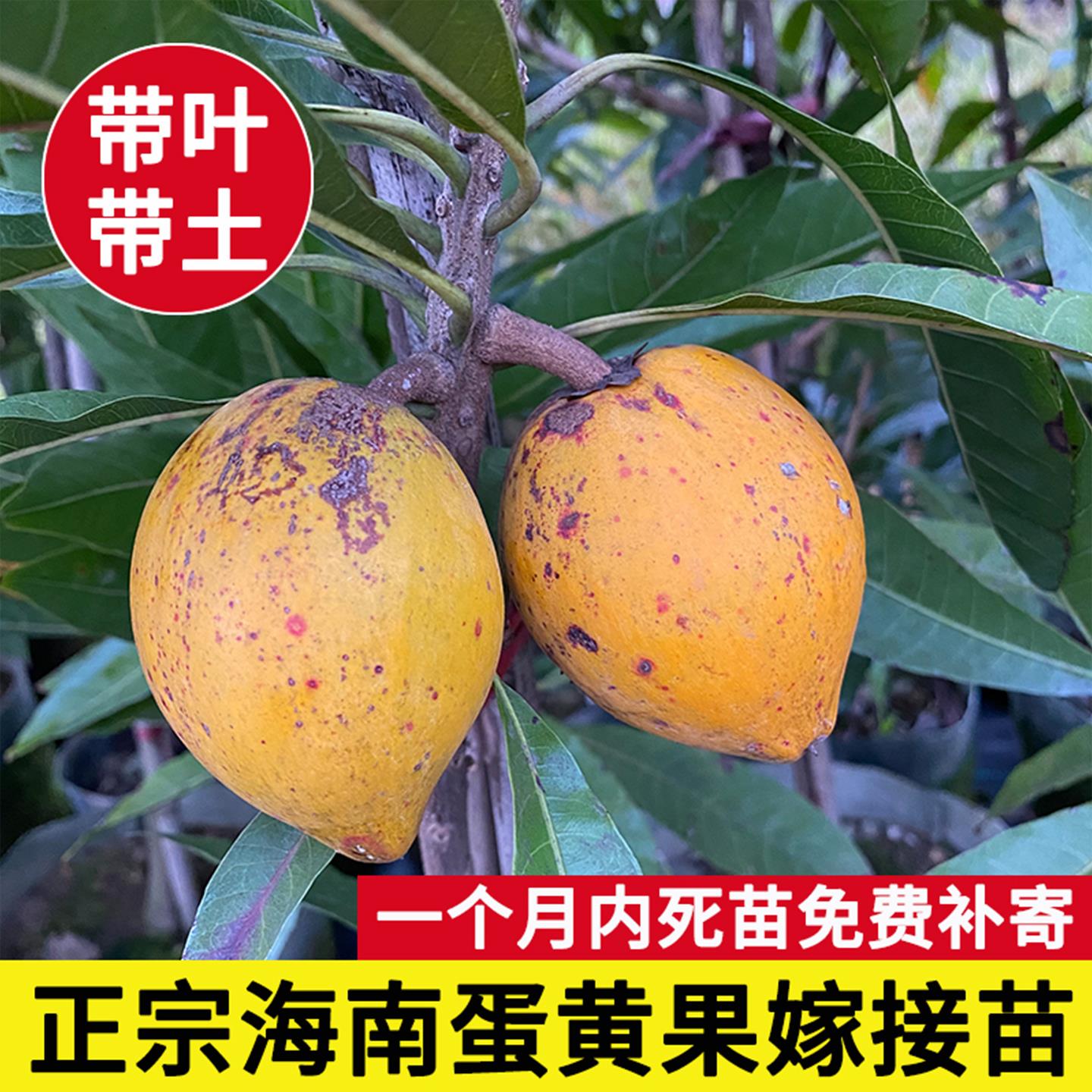 【带花果】鸡蛋果苗树蛋黄果苗树耀堂仙桃木瓜仙桃嫁接苗盆栽果树