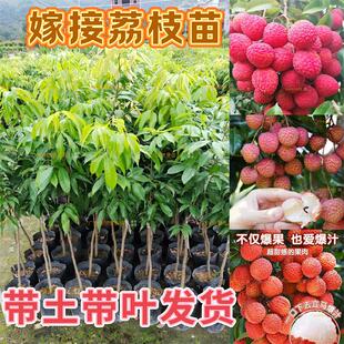 荔枝树苗桂味荔枝苗糯米滋无核荔枝嫁接苗妃子笑高压树苗带土带叶