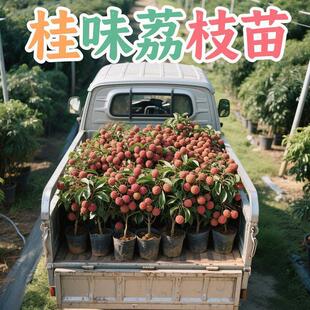 嫁接桂味荔枝果树苗无核妃子笑冰荔高压盆栽地栽南北方增城挂绿