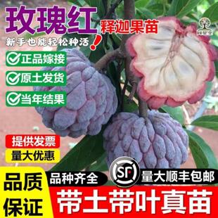 玫瑰红释迦果嫁接树苗黄龙台湾凤梨榴莲佛头番荔枝盆地栽当年结果