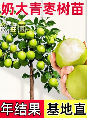 苹果枣树苗嫁接大青枣苗南北方种植当年结果盆栽地栽果树苗