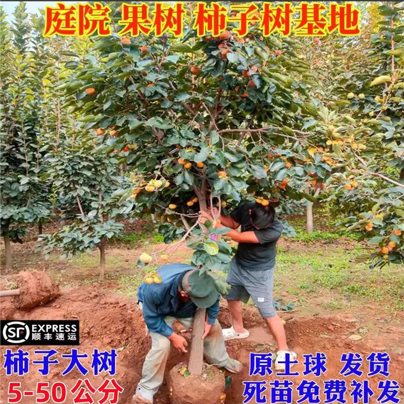 柿子苗树庭院果树特大无