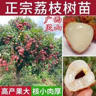 广西正宗荔枝树无核桂味果树盆栽荔枝王水果树仙进奉嫁接果苗香荔