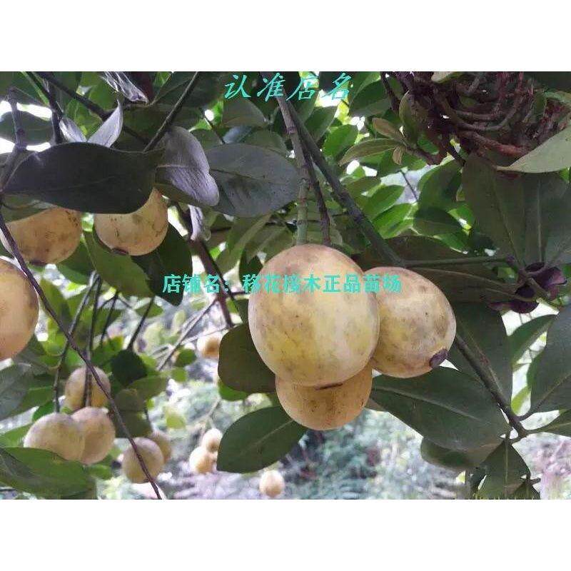 新品岭南木竹子竹桔果树苗盆栽酸桐子黄牙果树苗山枇杷竹节苗
