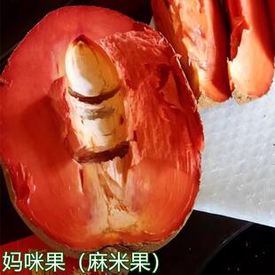 妈咪果苗嫁接树苗马加纳马梅果麻米果南北方种植盆栽耐寒14年老店