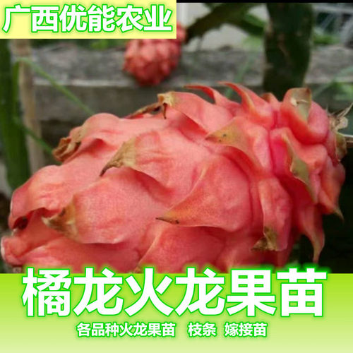 新品种火龙果嫁接红皮红心盆栽