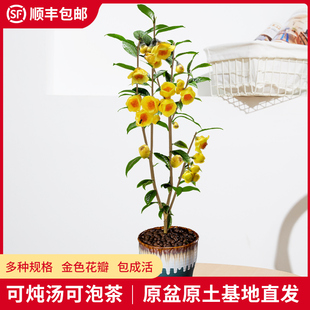 金花茶茶花树苗盆栽防城原生苗凹脉金花茶苗防普花卉四季名贵茶花