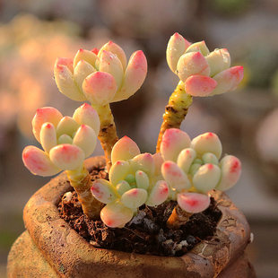 劳尔罗琦姬秋丽杂多肉植物群生老桩一物一拍室内阳台盆栽指间园艺