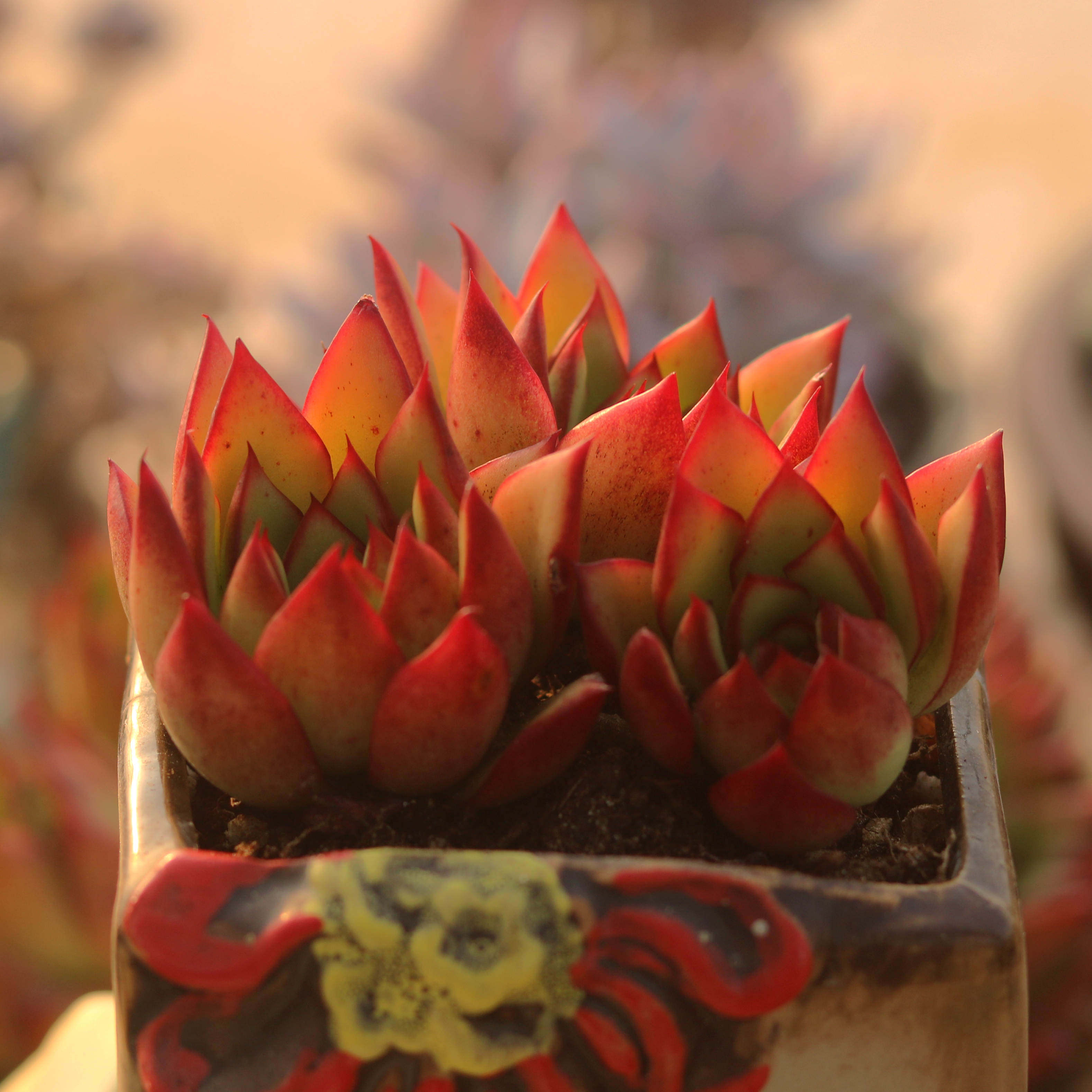 吉赛尔多肉植物多头群生新手好度夏室内阳台趣味花卉盆栽指间园艺