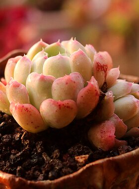 沁心多肉植物好养室内组合盆栽