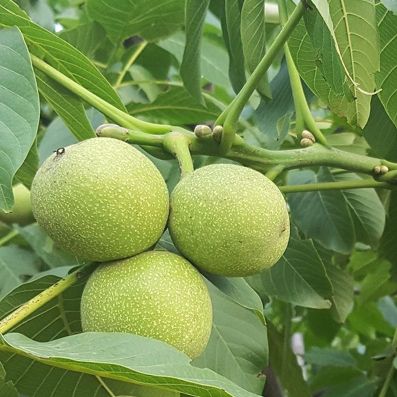 秒发现货鲜核桃去青皮新鲜湿带青皮湿核桃鲜核桃仁孕妇薄皮2斤5斤