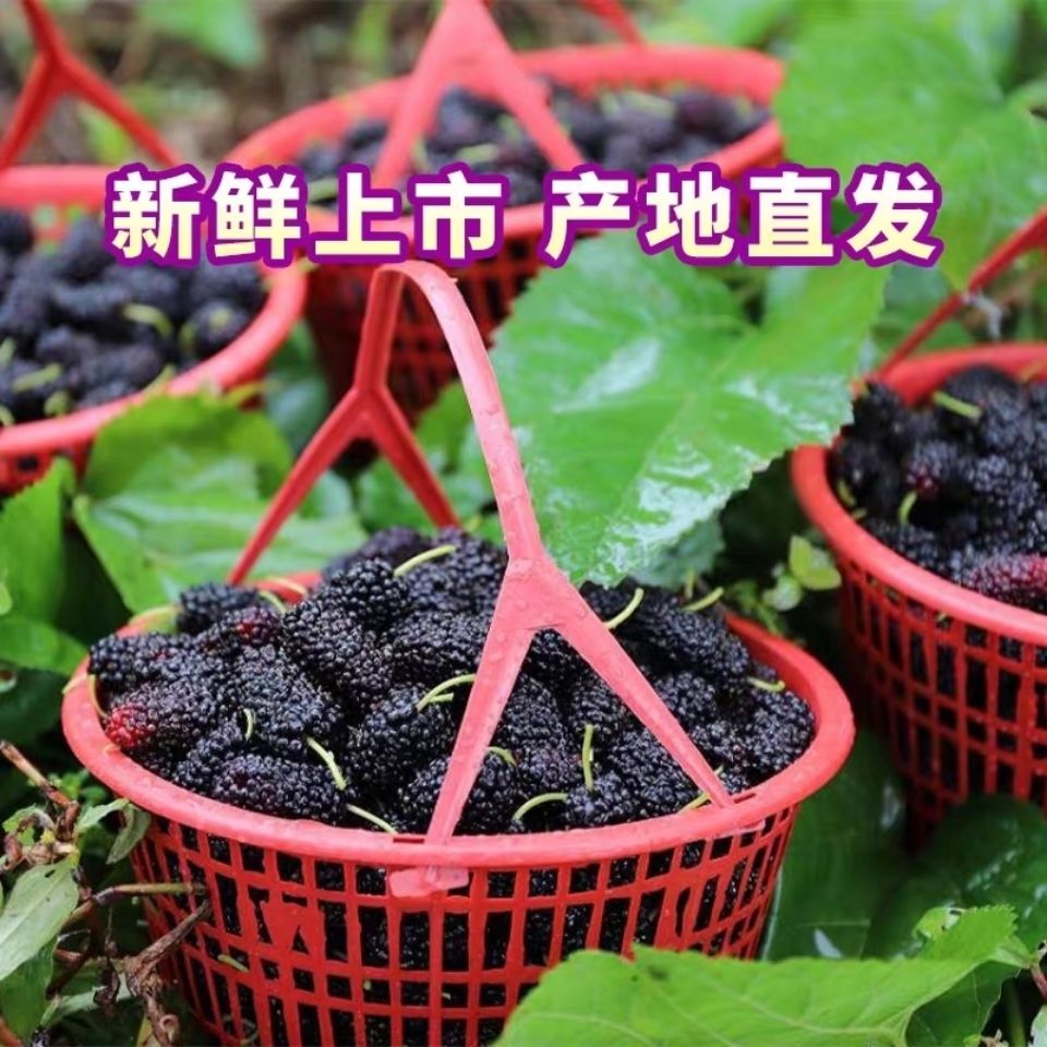 新鲜现摘桑葚果桑葚酵素黑桑椹河北邮政航空中通直发自产自销2026